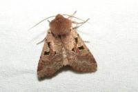 Orthosia gothica