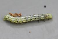 Cosmia affinis