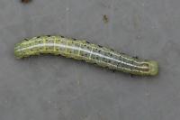 Cosmia affinis