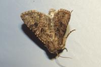 Anarta pugnax