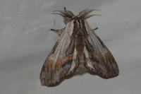 Harpyia milhauseri