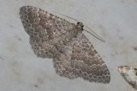 Cataclysme riguata