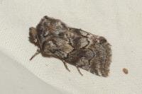 Cleonymia yvanii