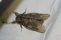 Peridea anceps