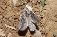 Egira conspicillaris