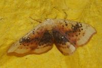 Cyclophora lennigiaria