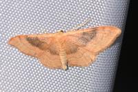 Idaea degeneraria