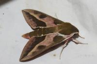 Hyles euphorbiae