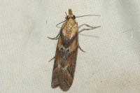 Ancylosis cinnamomella