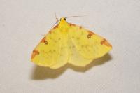 Opisthograptis luteolata