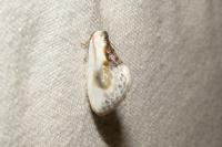 Cilix glaucata