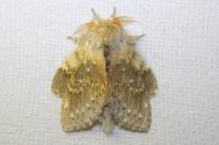 Stauropus fagi
