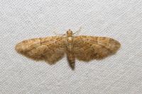 Eupithecia abbreviata