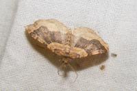 Xanthorhoe spadicearia/ferrugata