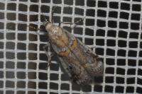 Pempelia compositella