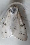 Acronicta leporina