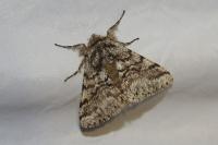 Lycia hirtaria