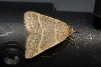 Perigune narbonea