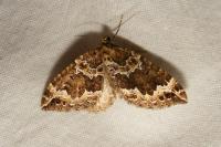 Lampropteryx suffumata