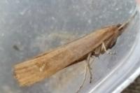 Pediasia contaminella