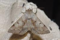 Minucia lunaris