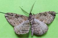 Peribatodes rhomboidaria rhomboidaria