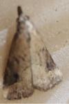 Schrankia costaestrigalis