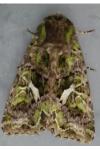 Trachea atriplicis