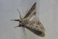 Acronicta aceris