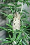 Agrotis exclamationis exclamationis