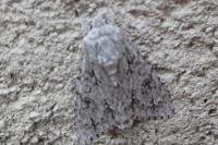 Acronicta aceris