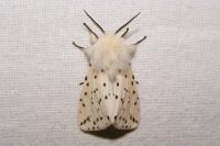 Spilosoma lubricipeda