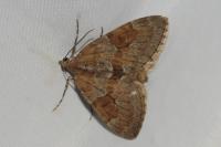 Thera obeliscata