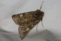Valeria jaspidea