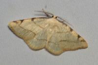 Stegania trimaculata