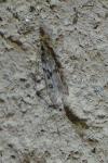 Eudonia angustea
