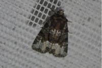 Oligia