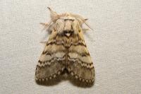 Drymonia ruficornis