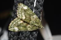 Chloroclysta siterata