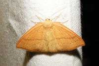 Cyclophora linearia