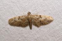 Eupithecia dodoneata