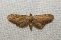 Eupithecia vulgata