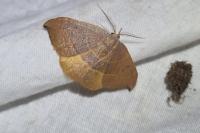 Watsonalla uncinula