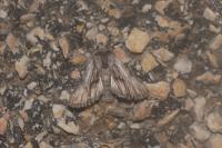 Calophasia platyptera