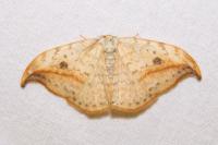 Drepana falcataria