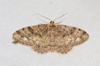 Parectropis similaria