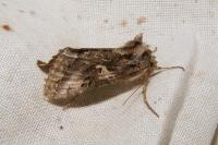 Autographa gamma