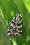 Scoparia pyralella