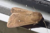 Mythimna albipuncta