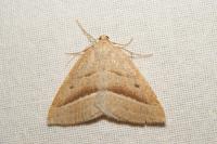 Petrophora chlorosata